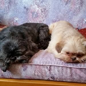 Meet your Posher, Joy